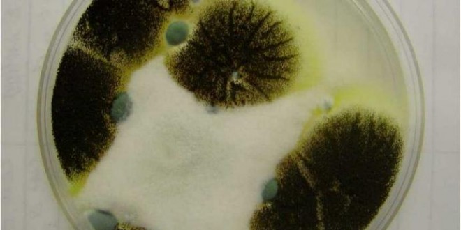 کپک مواد غذایی