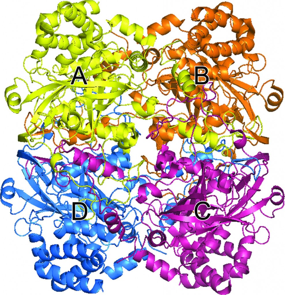 catalase structure catalase (katalase) kopen? Images... catalase - Fooda.ir